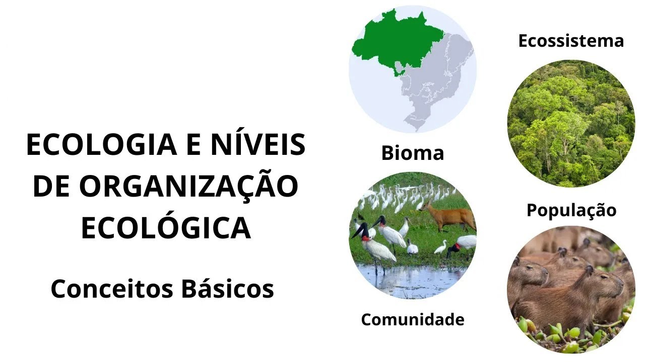 ICMBIO 2024 - Aula 0 - Ecologia: Conceitos básicos e níveis de organização ecológicos