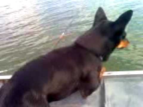 Pithy o cachorro pescador