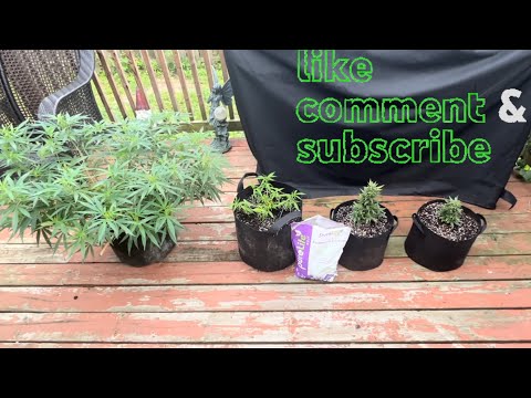 How to grow weed outdoor update Gaia green organic hp promix tobacco mosaic virus worm castings