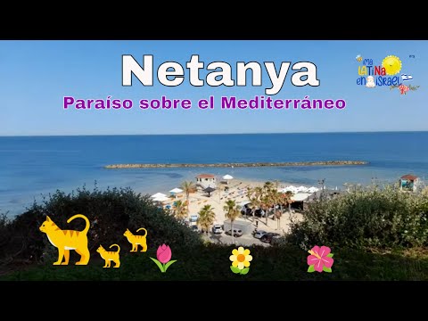 Netanya, paraíso de flores y gatos sobre el Mediterráneo😇🇮🇱