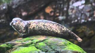 Ossian - A Fisherman's Song for Attracting Seals/Walking the Floor