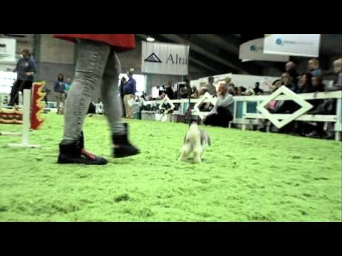 Rabbit Hopping at the Animal Show