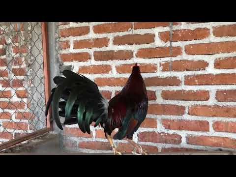 1/2 Hatch 1/4 Albany 1/4 Asil