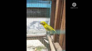 Download lagu MASTERAN PLECI MUDAH DI INGAT DENGAN JEDA mp3