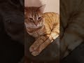 Tabbycat Cat Orange Strips Shorts Fyp Yawn Baby Cat Meow