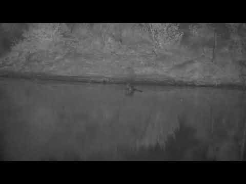 Djuma: Hippo gives a big yawn and grunt - 04:48 - 05/13/21