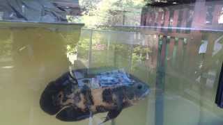 Jack the Oscar Fish feeding on worms