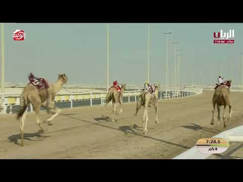 ش 8 (برزان) لـ هجن الشحانية 12:30:55 ، مهرجان ختامي الشحانية 2026/04/28 زمول