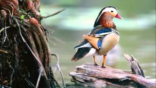 Bobby Nolan-An Old Man's Dream