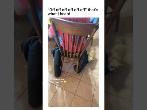 love it when little dogs are given jobs to do too 😁 via :-4wranchh/tiktok