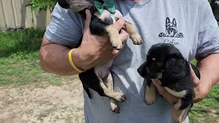 Video preview image #1 Dachshund Puppy For Sale in Bandera, TX, USA
