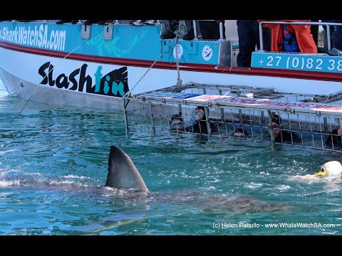 Gansbaai - Marine Dynamics