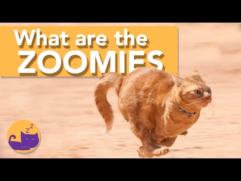 My Cat's Going CRAZY! - Cat Zoomies: What Are They?