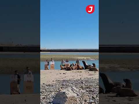 Final feliz: lograron quitarle la soga del cuello a la loba marina - PUERTO DE RAWSON