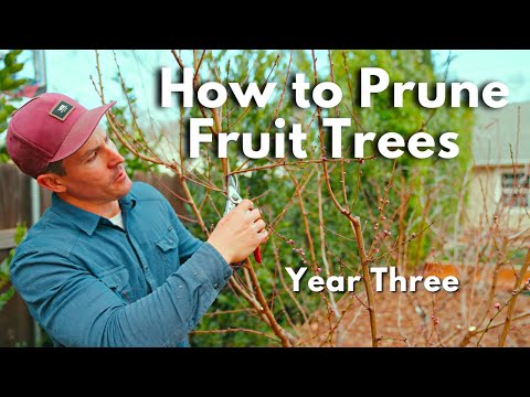 , title : 'How To Prune Fruit Trees - Peach, Apple, Fig and more'
