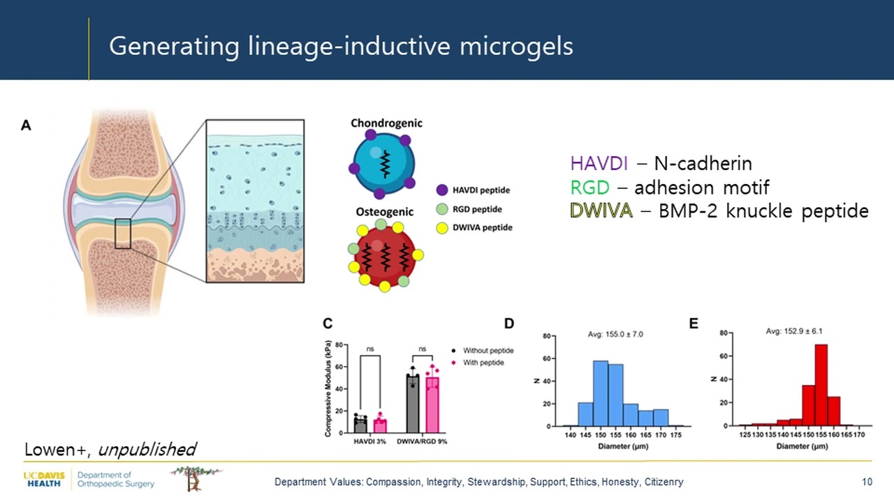 Regulating Mesenchymal Stromal Cell Contributions to Wound Healing & Bone Formation Using Engineered