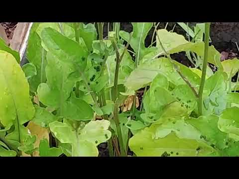 PESKY PEST (CABBAGE MOTH EGGS) ON SALAD MIX PLANTS/USING BT/BEGINNER GARDENER