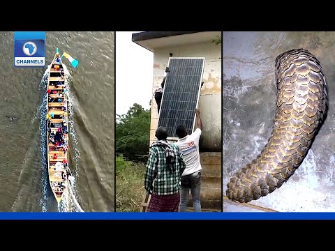 Cleaning Up A Lagoon, Solar Energy In Somalia,  Pangolin Poaching In S/Africa + More | Eco@Africa