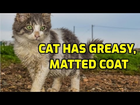 Cat Has Greasy And Matted Fur – Why It Happens!