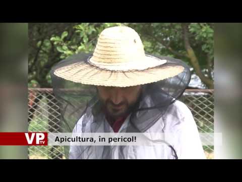 Apicultura, în pericol!