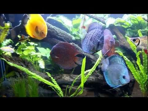 [HD]Discus Planted Biotope Aquarium  at Sydney Discus World Aquariums