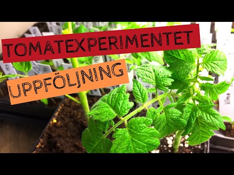 Uppföljning av TOMATEXPERIMENTET - När ska man så tomater? Jag jämför tre sådder under våren