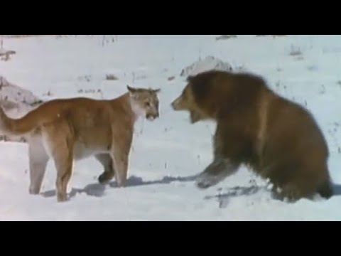 Cougar vs Bear Fights Compilation