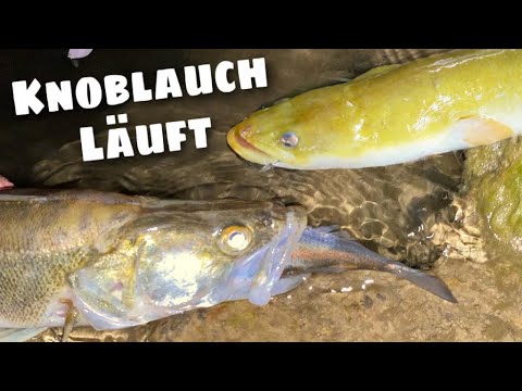 Angeln auf Aal und Zander mit Knoblauch