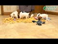 Jack Russell Terrier dogs for sale: Austin - Video 1