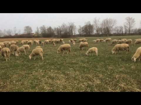 Pecore al pascolo Fontaneto Chieri