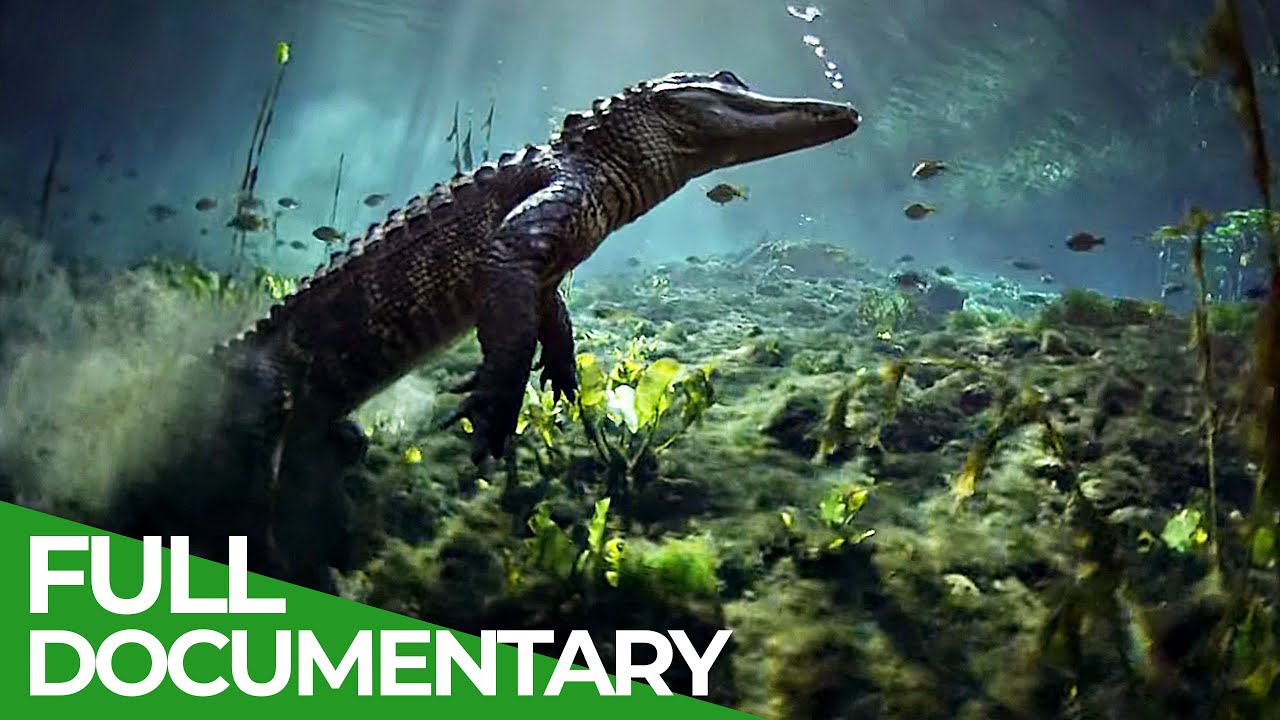 The Wild Soul of the Everglades National Park | Free Documentary Nature