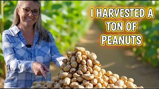 Gigantic Peanut Harvest for this First Time Grower