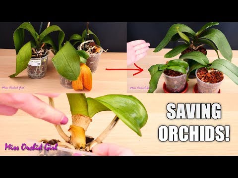 Orchid Care for Beginners - How to save sick, rootless Phalaenopsis Orchids | Before & After!