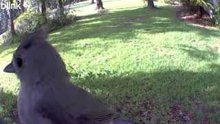 Bird 2025 08 06