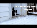 Tuxedo Cats Reaction After Seeing Snow For The First Time L CrazyCatish