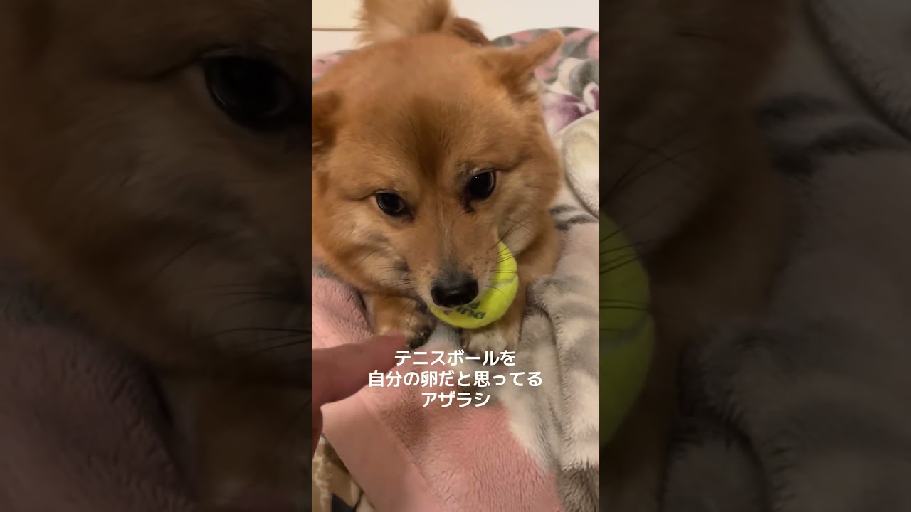ボールを自分の卵だと思うポメ柴