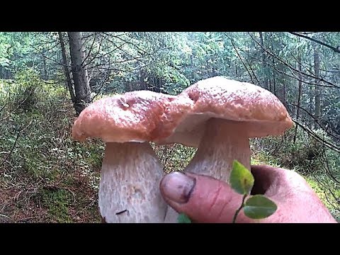 Гриби в Карпатах в Нас сильні дощі і грози