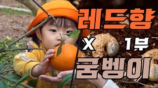 [나는농부다 335화 1부] 공학 박사의 귀농 공식, 굼벵이√레드향