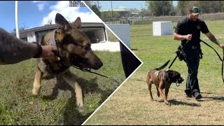 Pasco Sheriff’s Office highlights K9 training after Moon Lake shootout