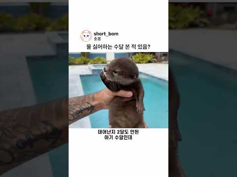 물 싫어하는 수달 본 적 있음?