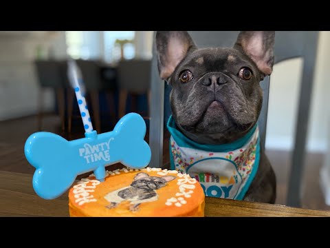 Rex's 2nd Birthday! | dog party French bulldog cute...