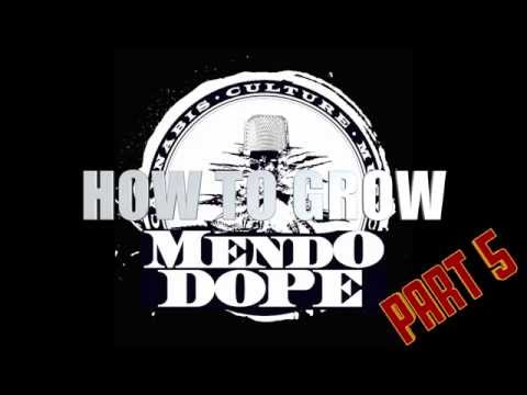 How to grow "Mendo Dope" from Seed - Part 5 (HARVEST)
