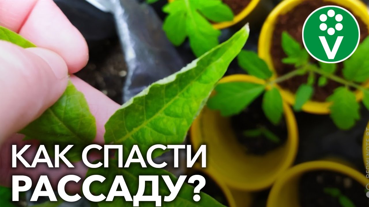 С этой проблемой у рассады томатов, перцев и баклажанов в 2021 г столкнулись многие!