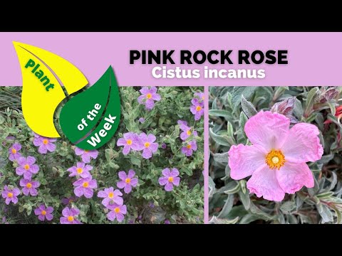 PINK ROCK ROSE | Cistus incanus