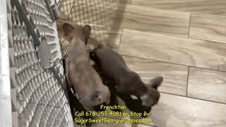 Frenchton Puppies For Sale