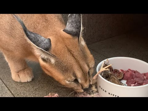 How To Feed Your Caracal - Serval/Linx/Bobcat - Wildcat diet, what to feed and how much
