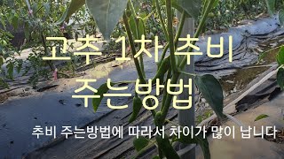 #고추재배방법 #고추1차추비주는방법