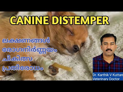 Canine distemper malayalam|Canine distemper treatment|Symptoms|Diagnosis