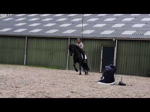 Stal Okkema's Auke - Maurits x Fabe - stallion - 2016 - L2 dressage