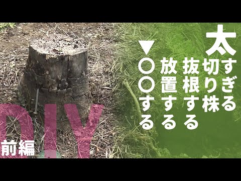 装飾-ロック-ガーデン-切り株-枯れ木-多肉植物-サボテン